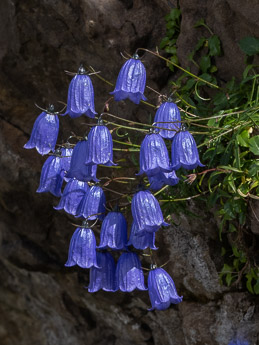 1992 (1-b) Niedliche Glockenblume