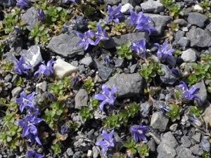 Mont Cenis-Glockenblume