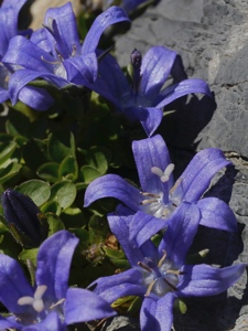 Mont Cenis-Glockenblume