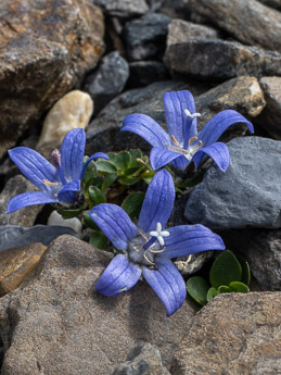 1994 (2-b) Mont Cenis-Glockenblume