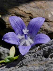 1994 (3-b) Mont Cenis-Glockenblume