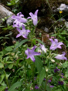 Nesselblättrige Glockenblume