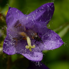 1997 (4-b) Nesselblättrige Glockenblume