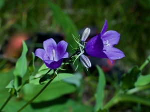 Acker-Glockenblume