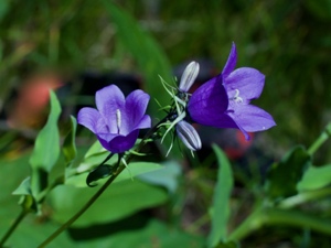 1998 (3-b) Acker-Glockenblume