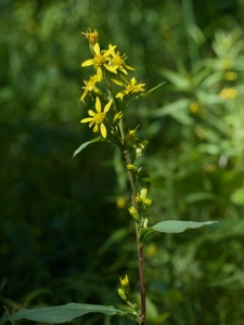 Alpen-Goldrute