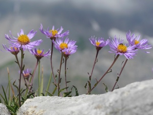 2024 (1-v) Alpen-Aster