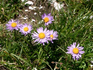 2024 (2-v) Alpen-Aster