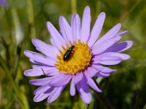 Alpen-Aster