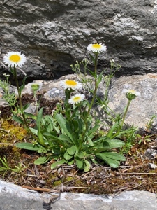 Vielgestaltiges Berufkraut