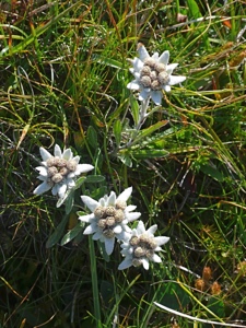 Edelweiss