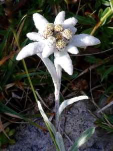 2059 (3-w) Edelweiss