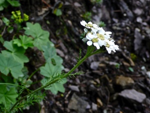 Moschus-Schafgarbe