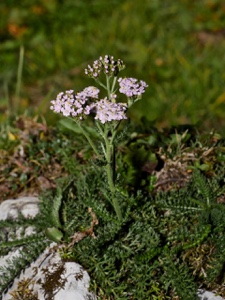 Gewöhnliche Schafgarbe