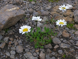 2119 (1-w) Gewöhnliche Alpenmargerite