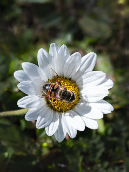 2119 (4-w) Gewöhnliche Alpenmargerite