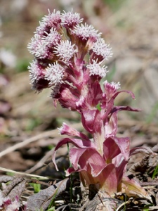 Rote Pestwurz