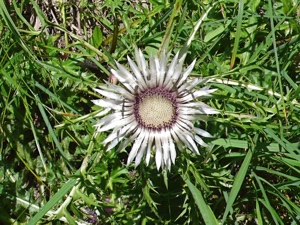 2188 (2-w) Silberdistel