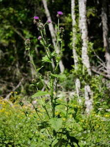 Kletten-Distel