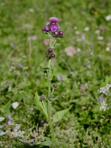 Kletten-Distel