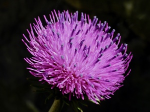 Bergdistel