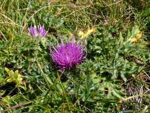 Stängellose Kratzdistel