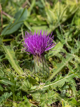 2212 (3-v) Stängellose Kratzdistel