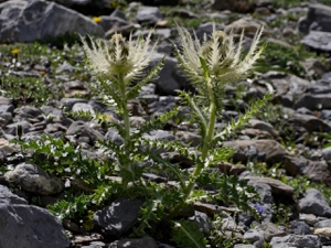 Alpen-Kratzdistel