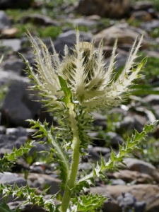 2215 (2-g) Alpen-Kratzdistel