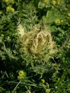 2215 (3-g) Alpen-Kratzdistel
