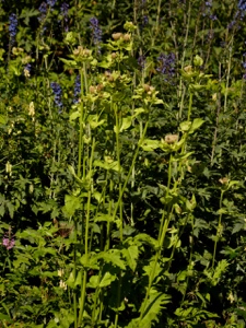 Kohldistel