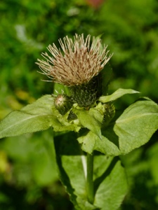 2216 (2-g) Kohldistel