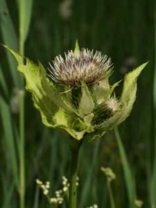 Kohldistel