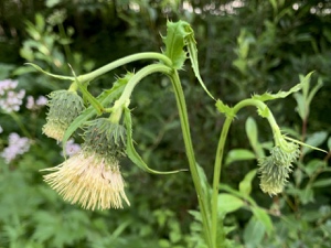 Klebrige Kratzdistel