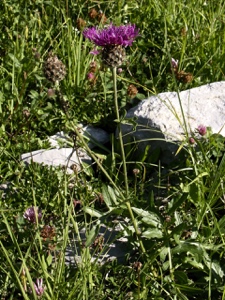 Alpen-Skabiosen-Flockenblume