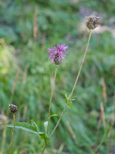 Alpen-Skabiosen-Flockenblume