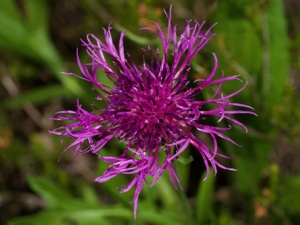 Alpen-Skabiosen-Flockenblume