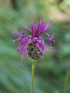 Alpen-Skabiosen-Flockenblume