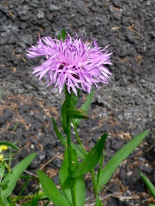 Gewöhnliche Wiesen-Flockenblume