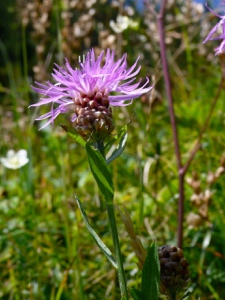 2233 (3-v) Gewöhnliche Wiesen-Flockenblume