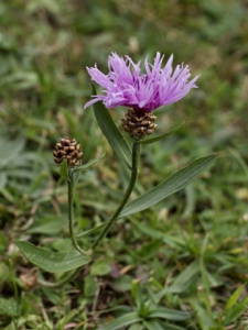 Gewöhnliche Wiesen-Flockenblume