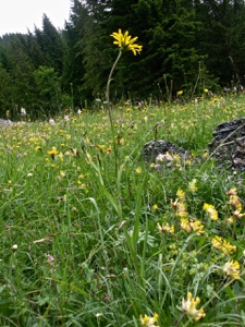 Oestlicher Wiesen-Bocksbart