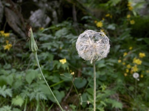 Oestlicher Wiesen-Bocksbart