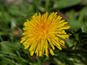 2295 (3-g) Gewöhnlicher Löwenzahn
