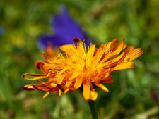 2307 (3-g) Gold-Pippau