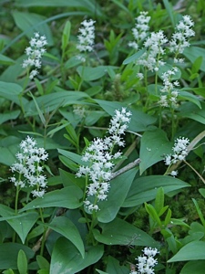 2465 (1-w) Zweiblättrige Schattenblume