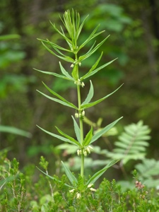 Quirlblättriges Salomonssiegel