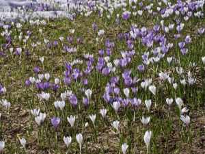 2514 (0-v) Frühlings-Krokus