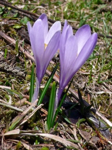 2514 (1-v) Frühlings-Krokus