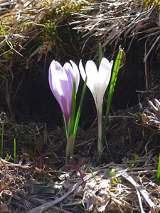 Frühlings-Krokus